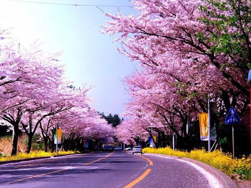 樱花更新大爆料真的吗视频,揭秘全新视频背后的秘密与亮点